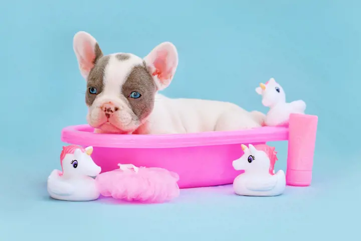 french bulldog puppy in a pink box