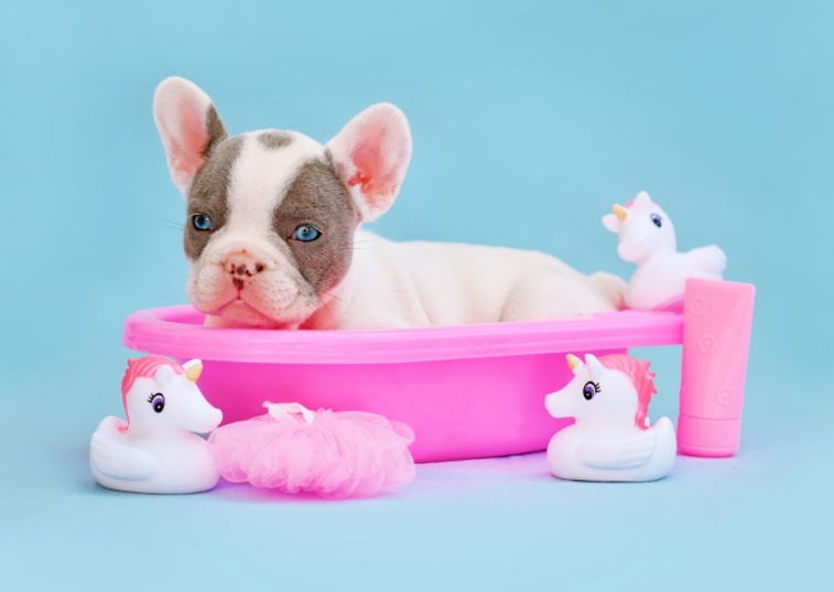 French Bulldog puppy in a pink plastic bath with rubber ducks