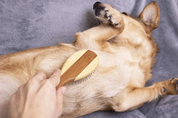 dog on its back having belly brushed