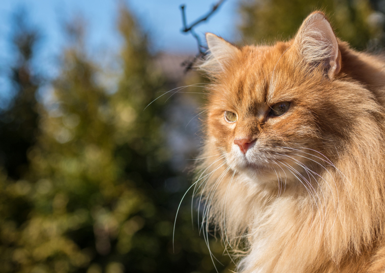 a long haired ginger cat