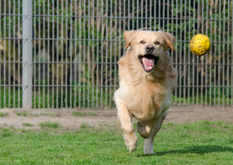 a dog chasing a ball