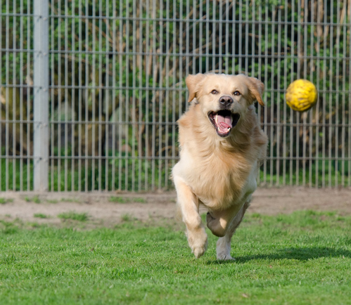 A Golden Retriever chasing a ball in a fenced off grassy area