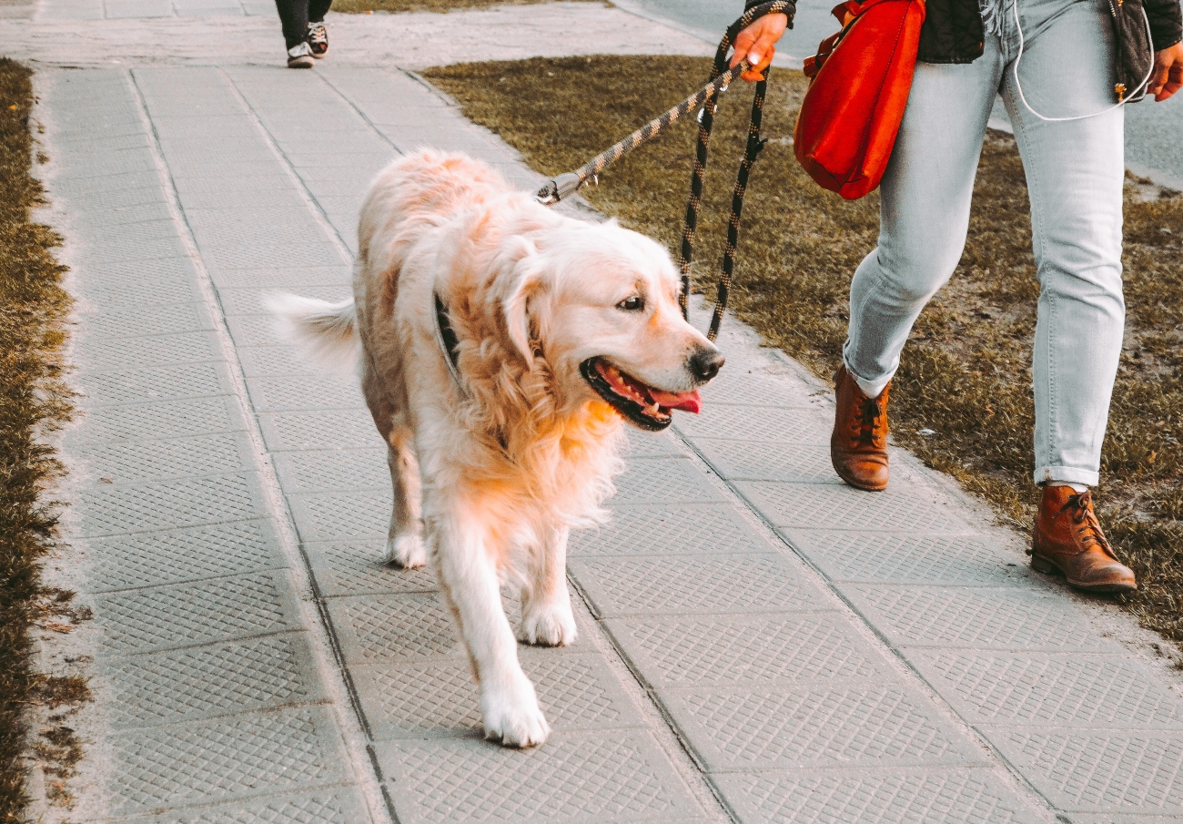 golden retriever being walked by owner