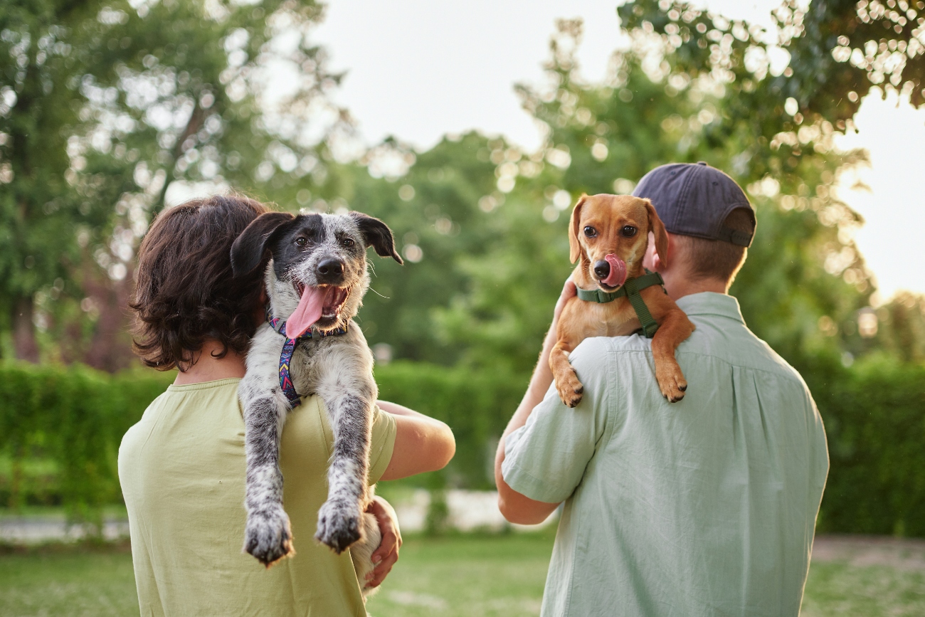 Dogs sitting on the shoulders of owners