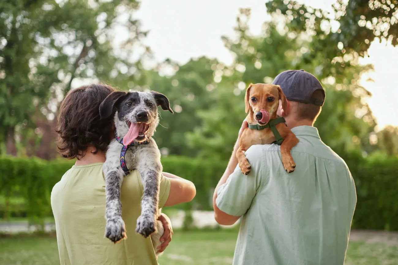 Two dogs being carried by their owners
