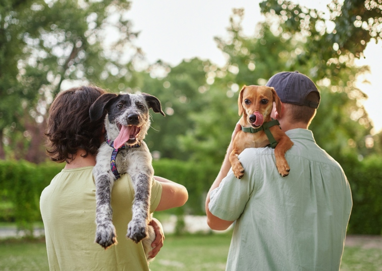 Two cute dogs being carried by owners 