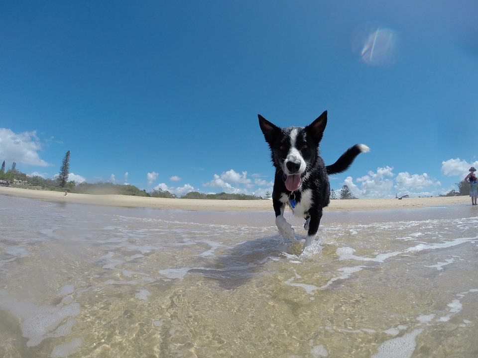How to ensure bug-free summer travel with your pet