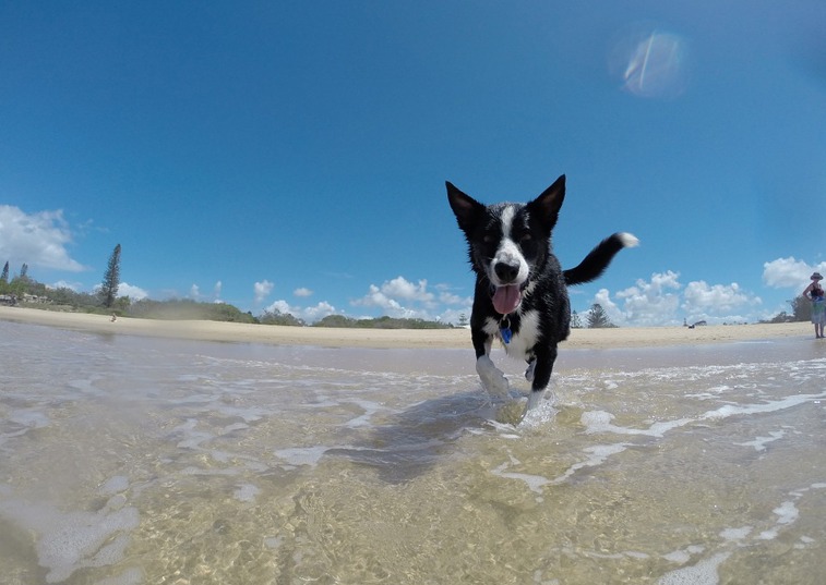 How to ensure bug-free summer travel with your pet