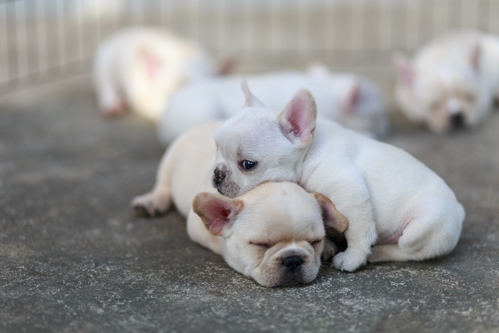 French bulldog pups