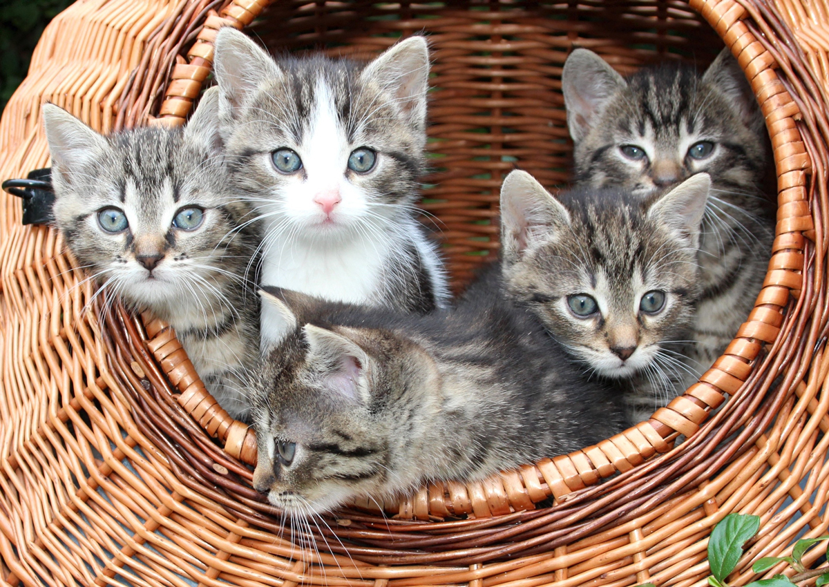 A litter of kittens sitting in a wicker basket