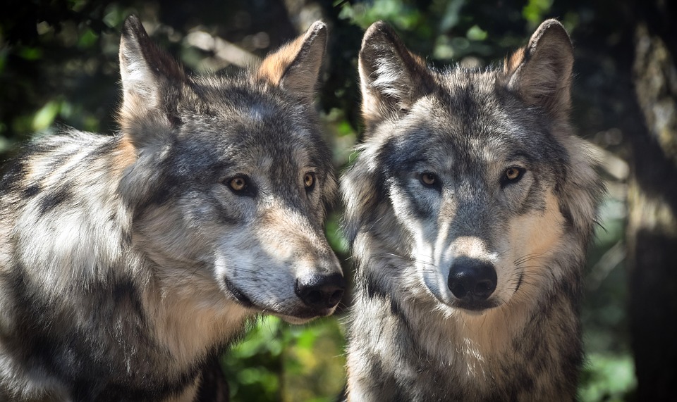 Two wolves standing together in wooded area