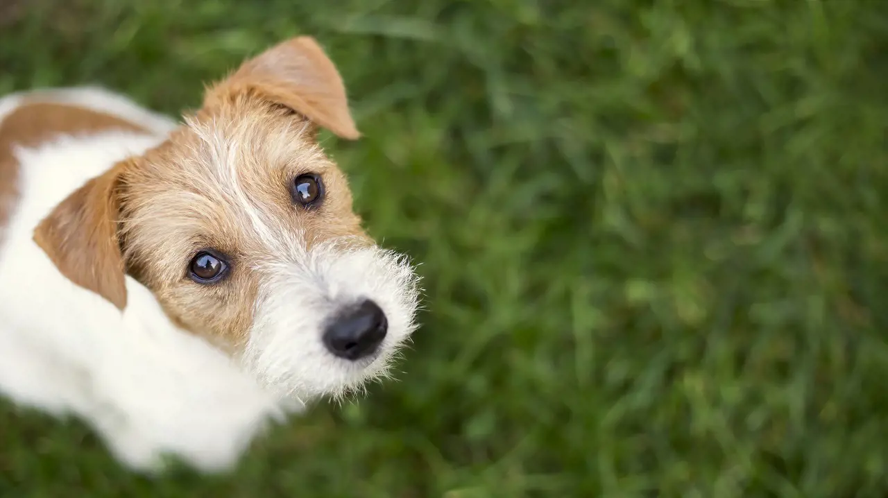 Dogs 'talk' to their owners with their eyes