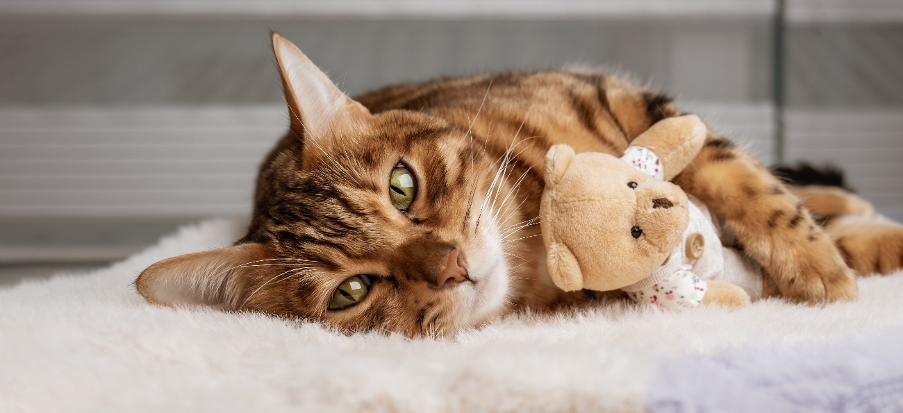 Cat laying on floor with teddy toy