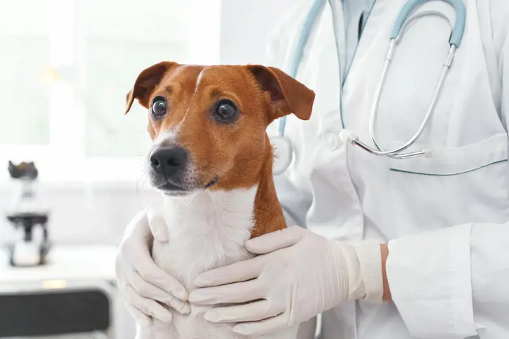 Dog in the vets