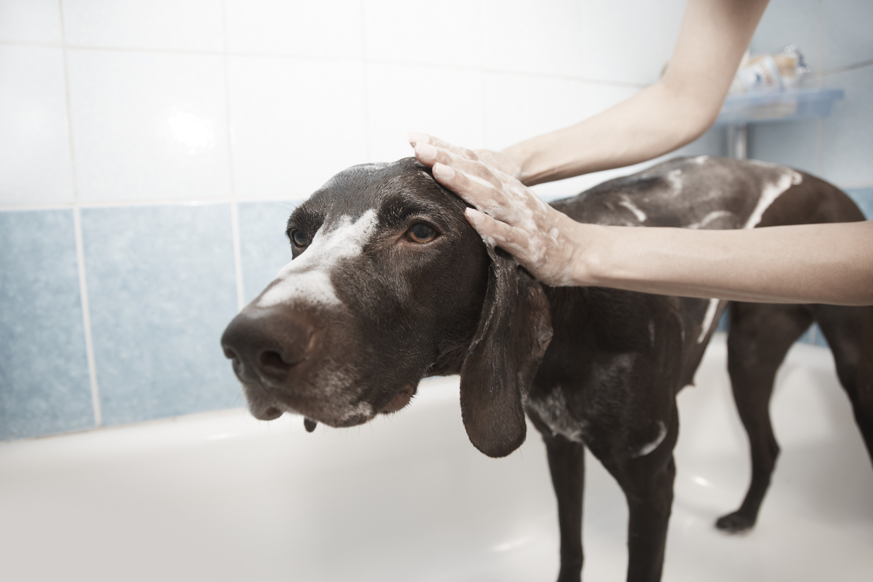 A dog in a bath tub being washed by its owner