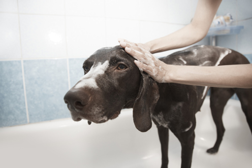 A person washing a dog in a bath tub