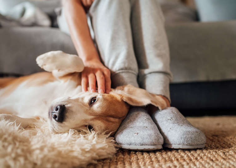 Why petting a dog can make you happy