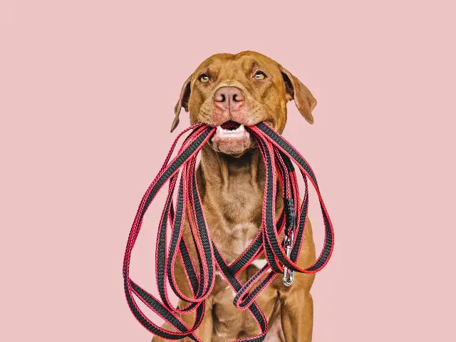 dog holding a lead in their mouth