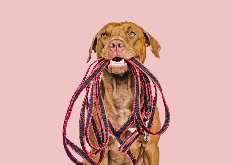 dog holding leads in mouth