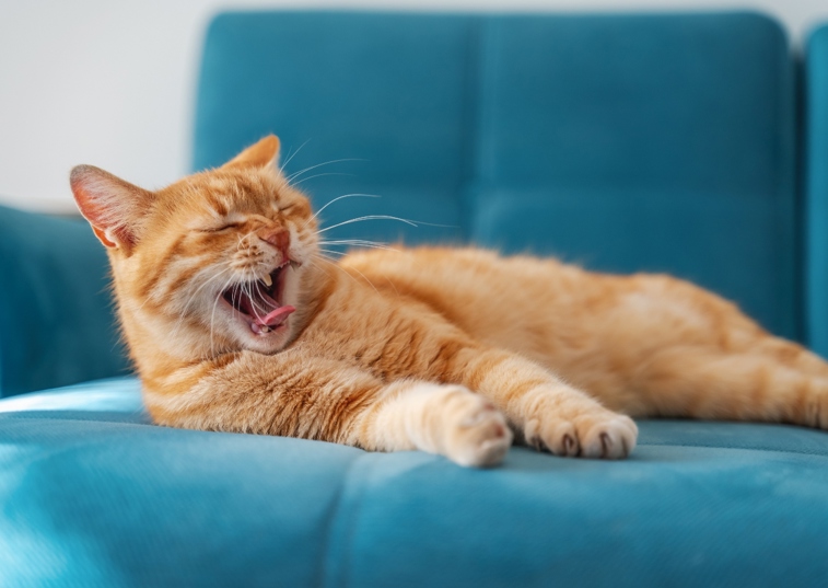 Ginger cat yawning on a blue sofa