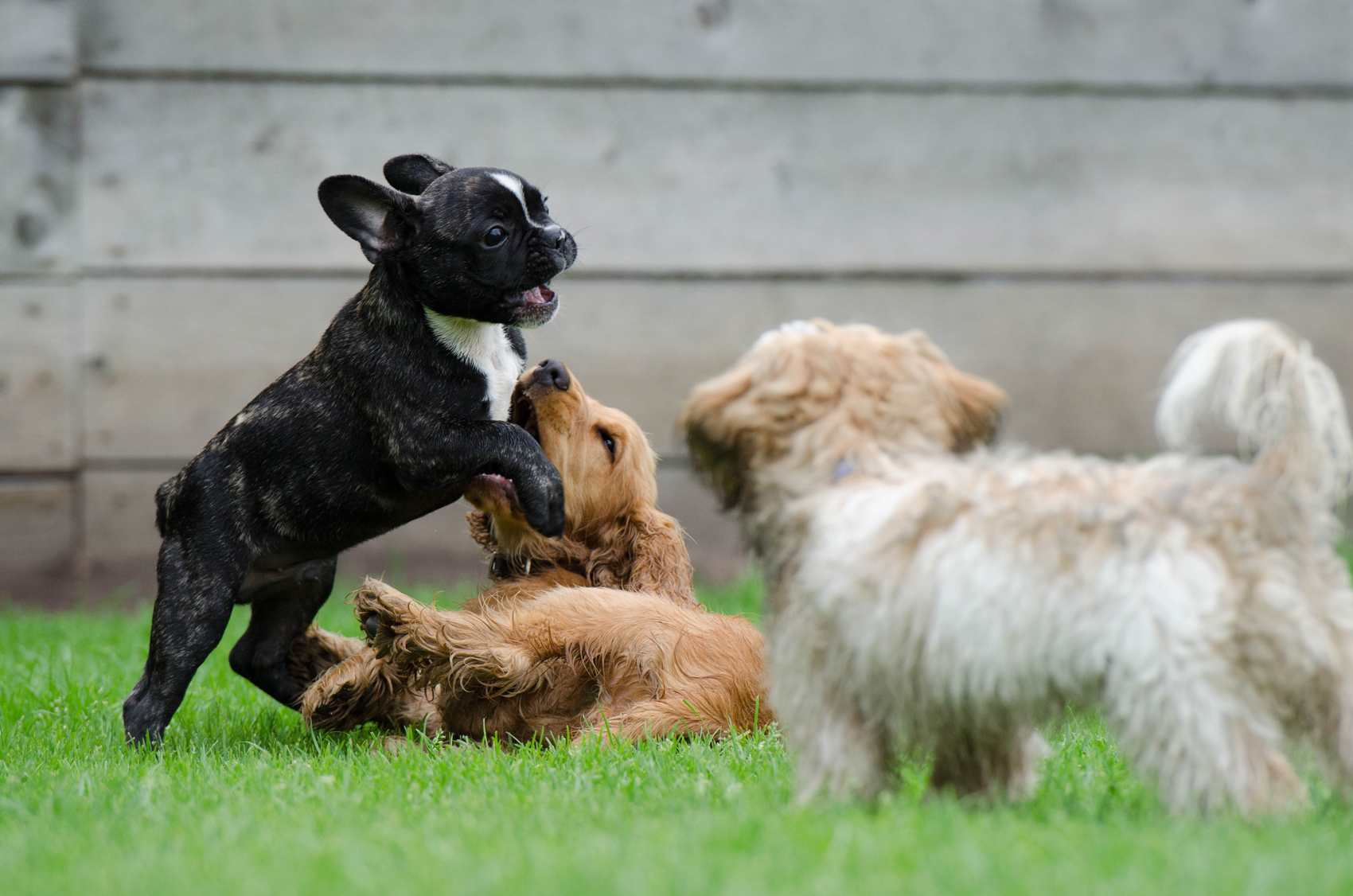 A group of puppies playing in a garden