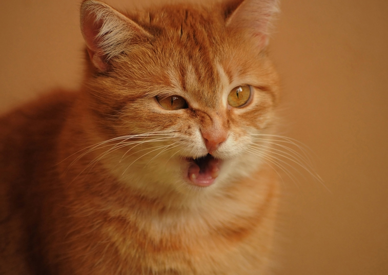 A ginger tabby ca sneezing