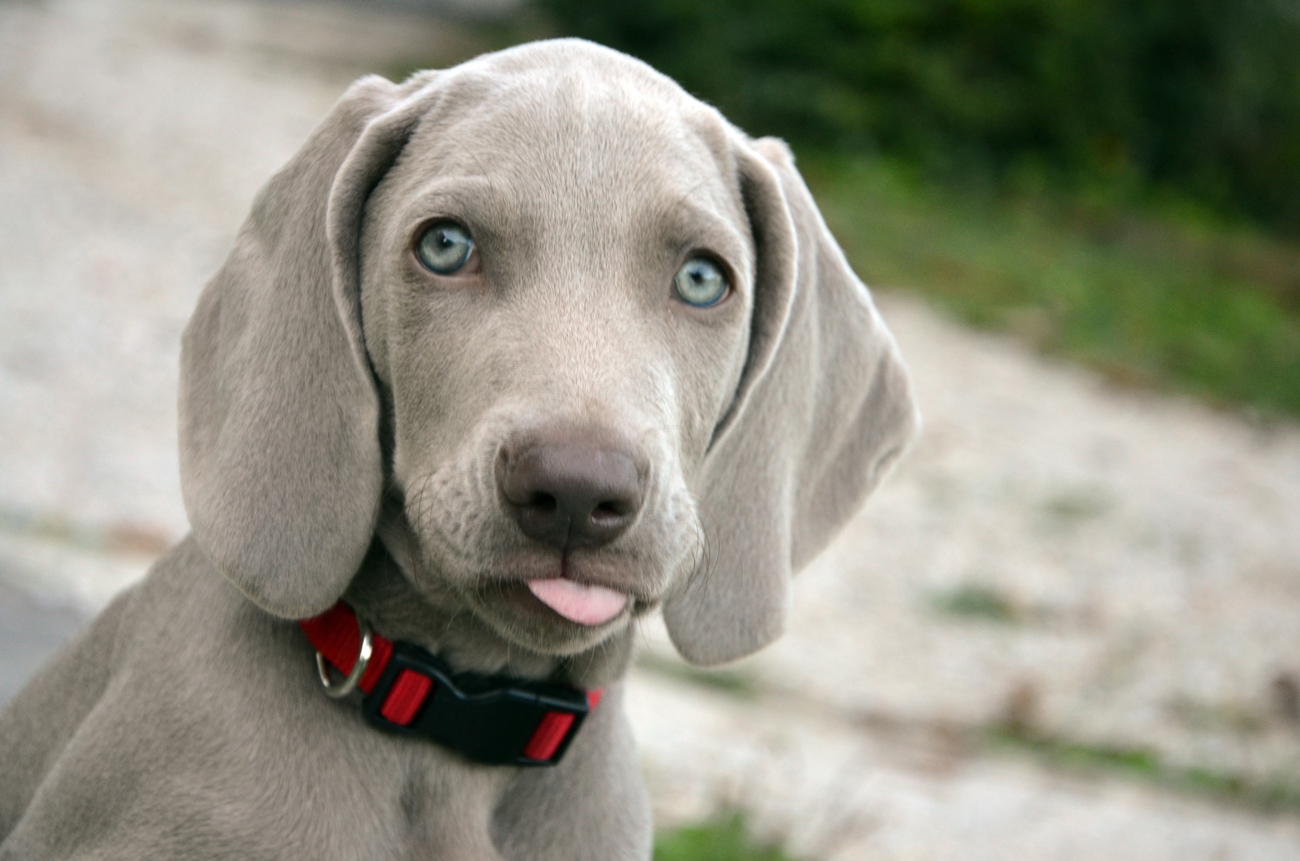 A Weimaraner puppy sitting outside with it's tongue poking out