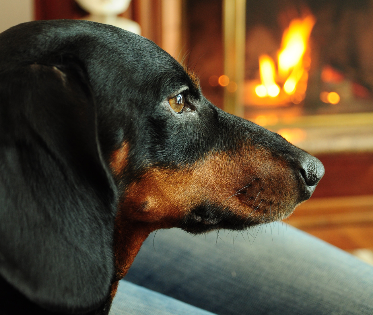A sausage dog laying on a sofa with an open fire behind