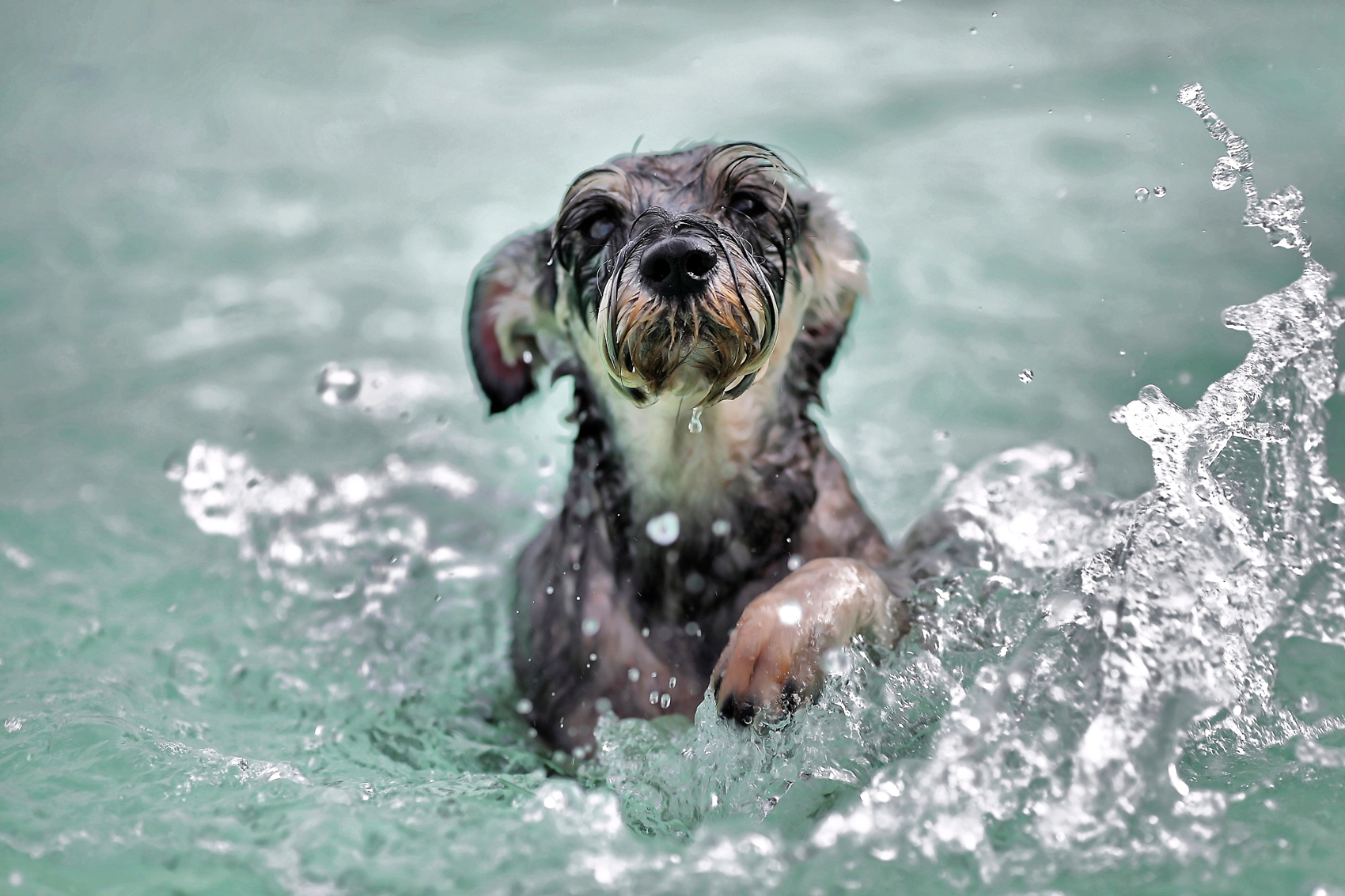 A dog swimming in a hydrotherapy pool
