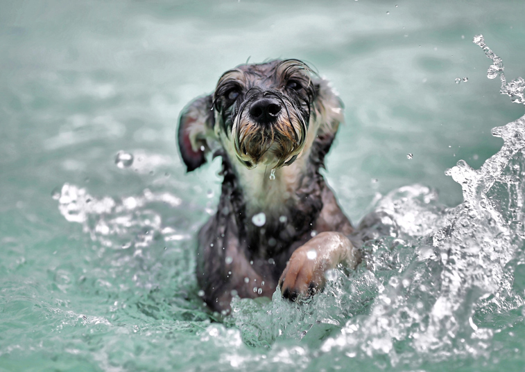 dog having hydrotherapy 