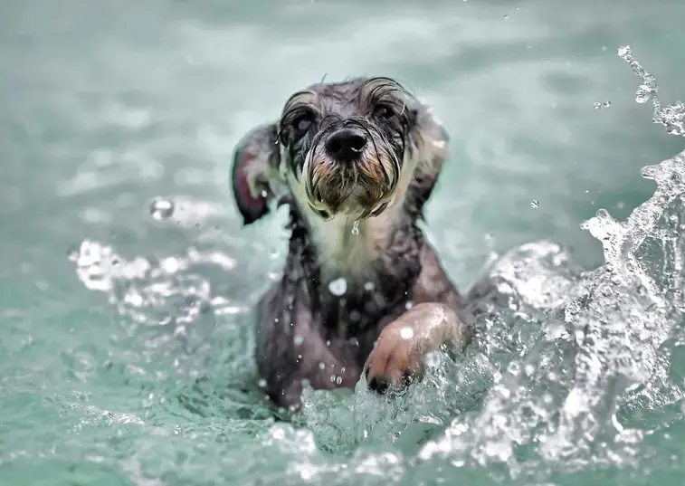dog having hydrotherapy 