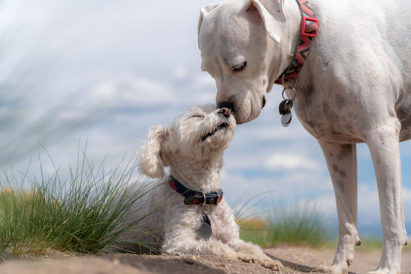 A dog smelling another dog while on a walk on a beach