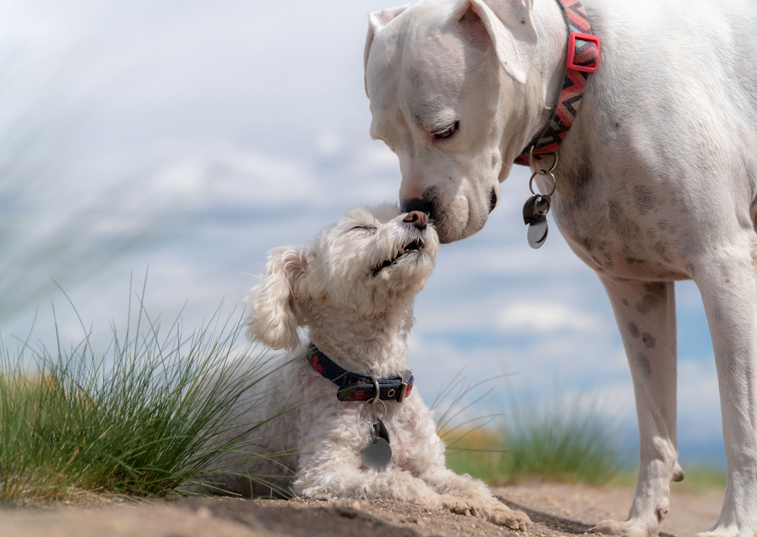 Two dogs smelling each others noses on a beach