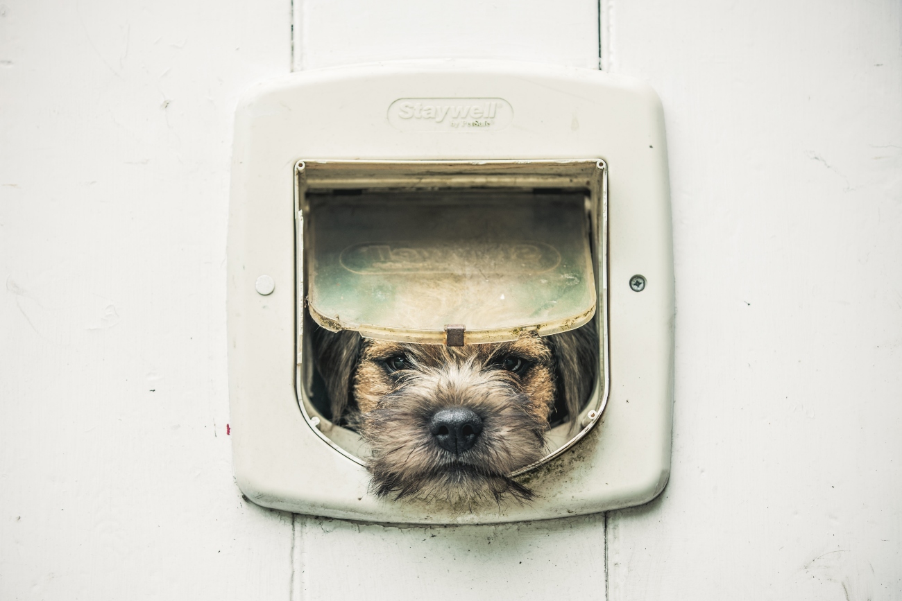 Border Terrier