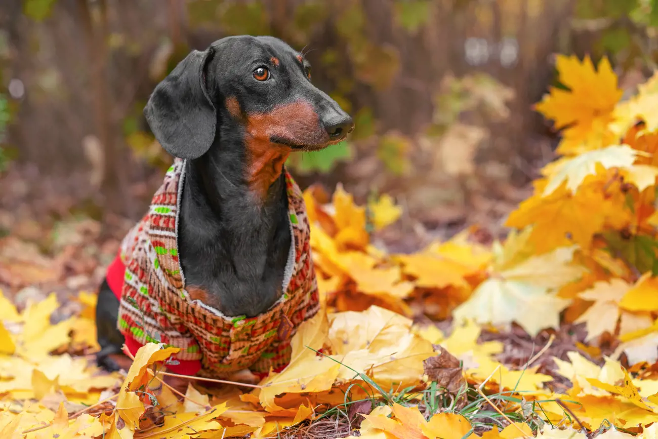 daschund in autumn forest