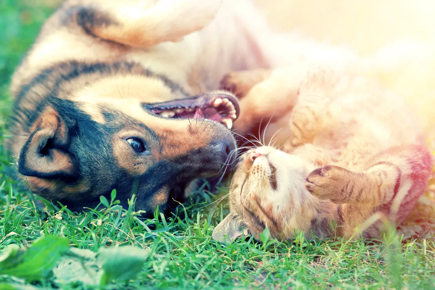 Can cats and dogs get along? Science says yes