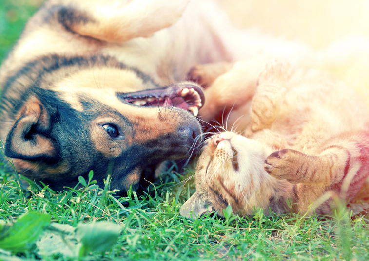 Here are some fun and interesting facts about cats and dogs