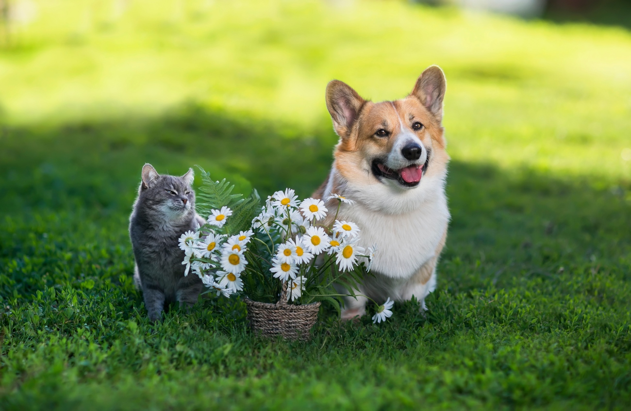 cat and dog sat next to a bunch of flowers