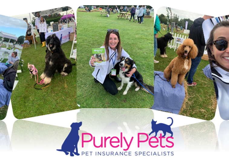 several photos from dogstival