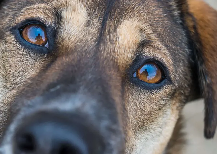 a closeup of a dog's eyes