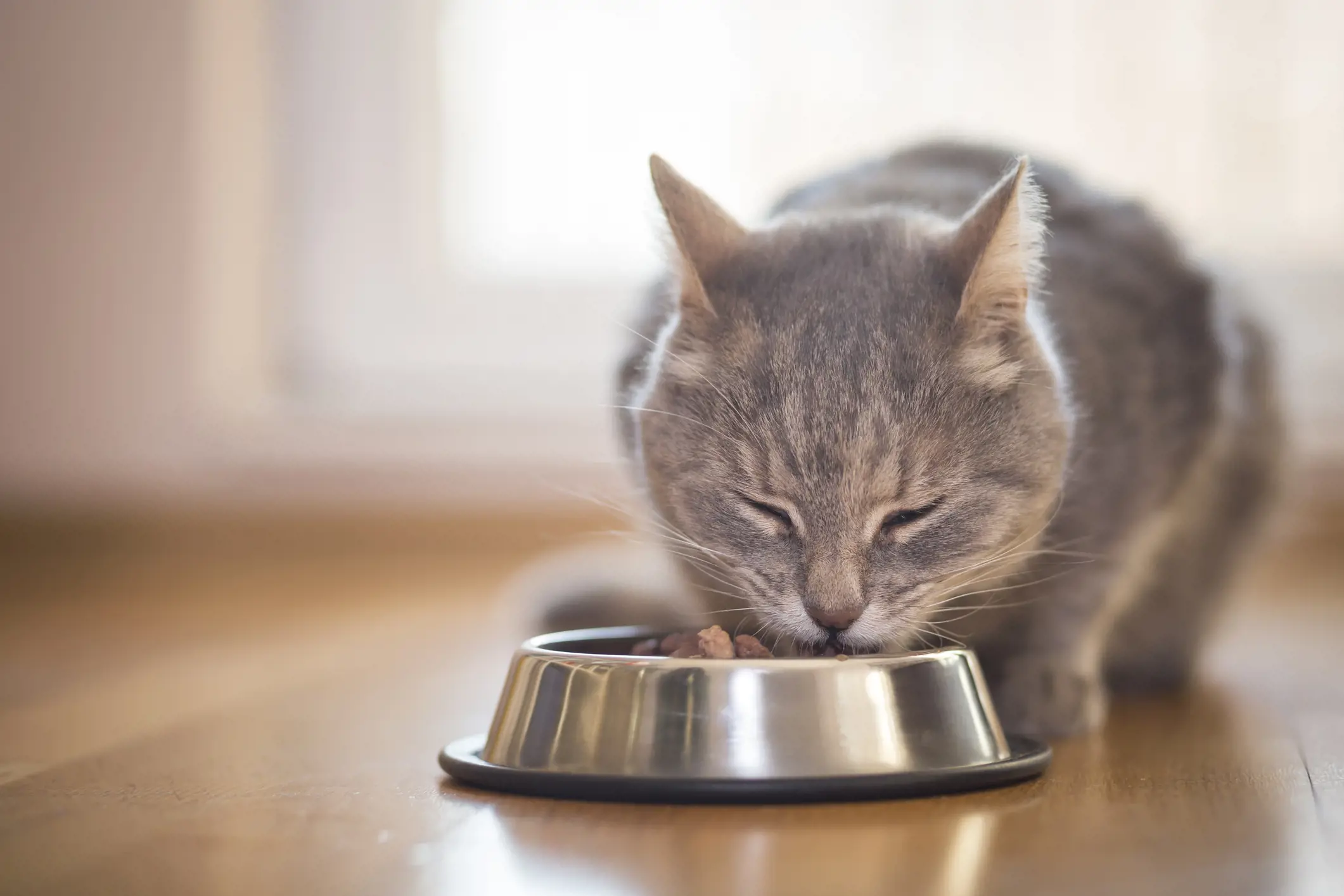 Researchers trial new calorie-rich food for cats with cancer