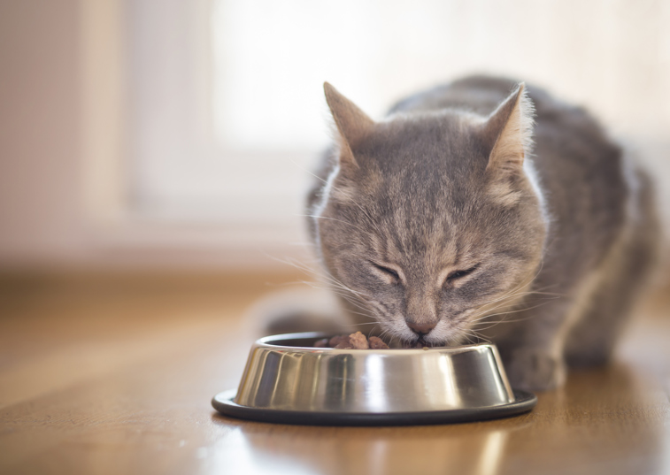Researchers trial new calorie-rich food for cats with cancer