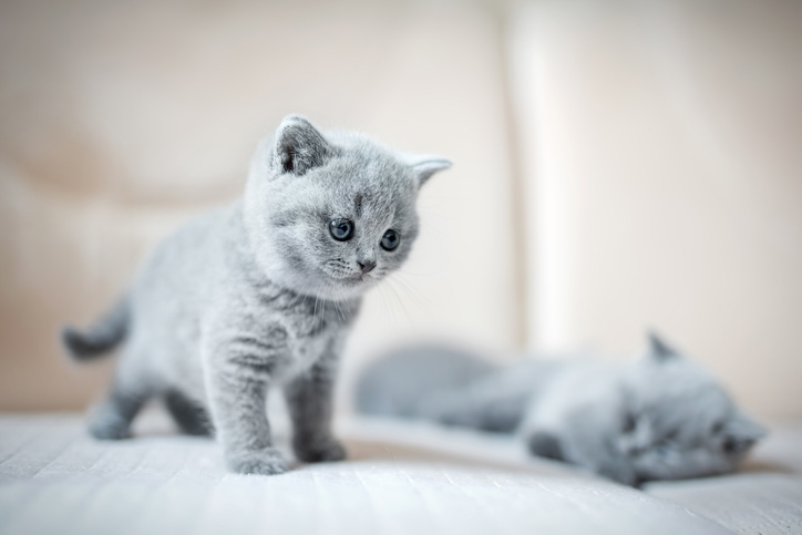 Two grey kittens standing on a sofa