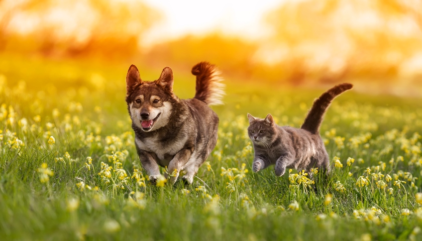 dog and cat running in field of flowers