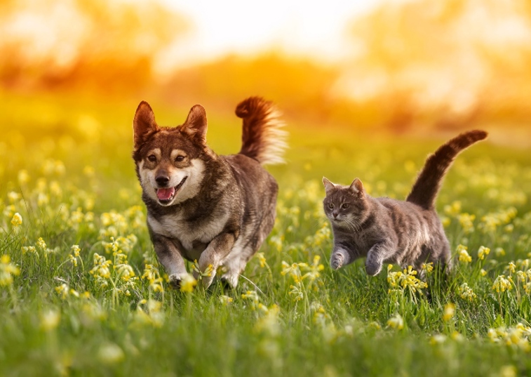 dog and cat running in a field at sunset 
