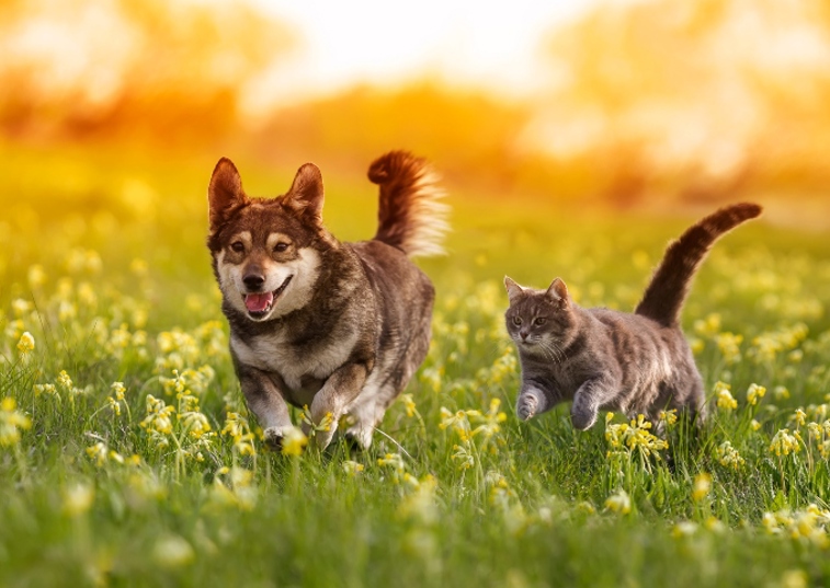 dog and cat running in field of flowers