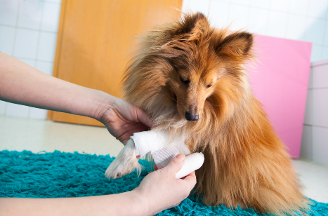 person bandaging brown dogs leg