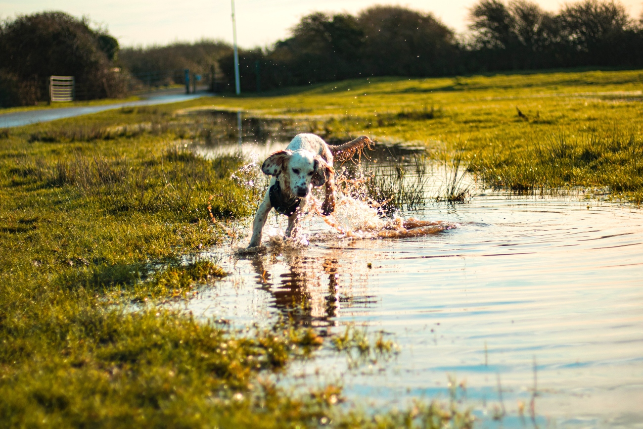 Dog in large puddle
