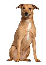 Lurcher