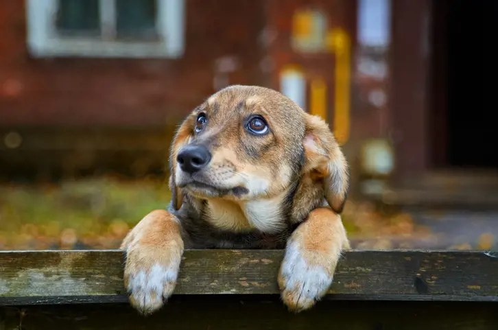a dog peeking their head over a fence
